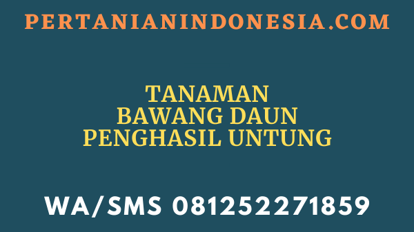 Tanaman Bawang Daun Penghasil Untung